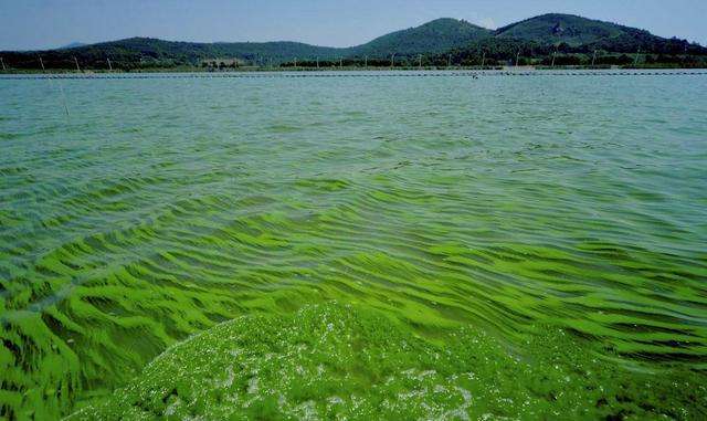 1685761265247898.jpg 水體富營養(yǎng)化.jpg