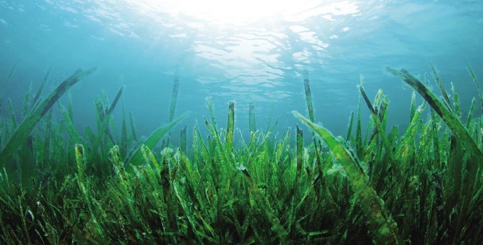 1685761336103511.jpeg 水藻.jpeg