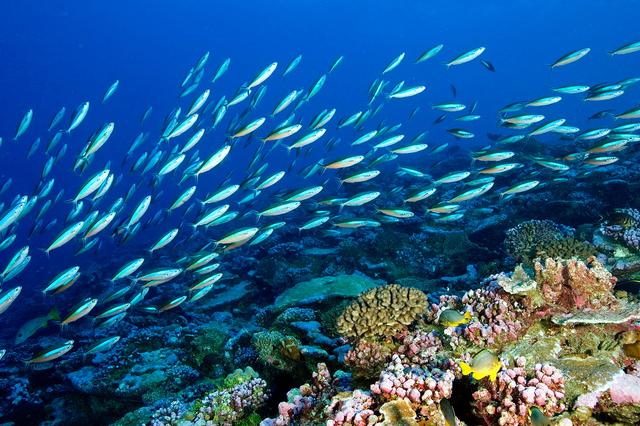 1705717796668641.jpg 海洋生態(tài)系統(tǒng).jpg