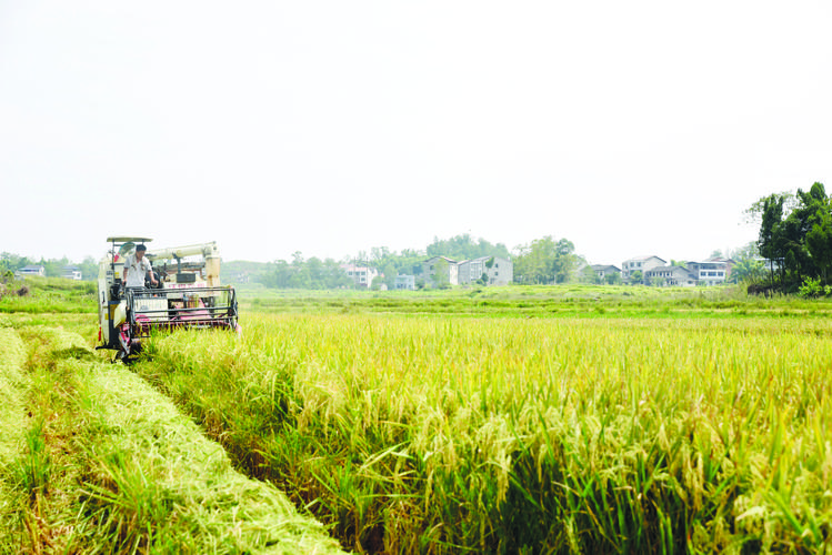 1709174635137642.jpeg 農(nóng)業(yè).jpeg