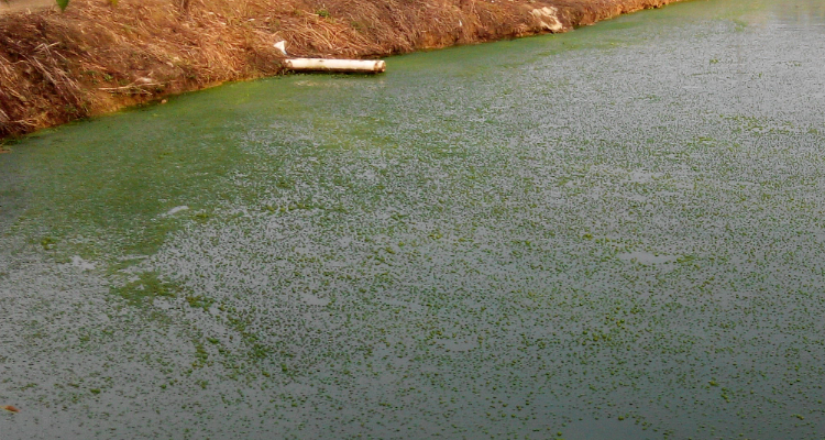 1716274058374343.png 水體富營養化.png