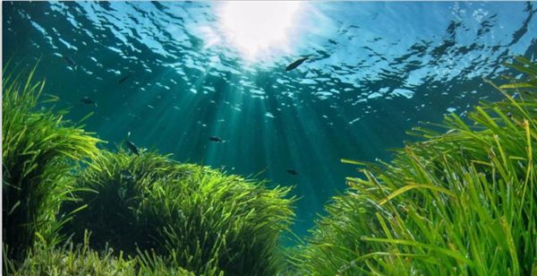 1729230430324475.jpeg 陽光.jpeg