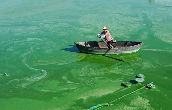 1759027523317496.jpg “水華”現象.jpg