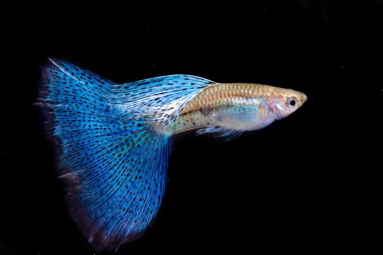 1768528091251184.jpg 觀(guān)賞魚(yú).jpg