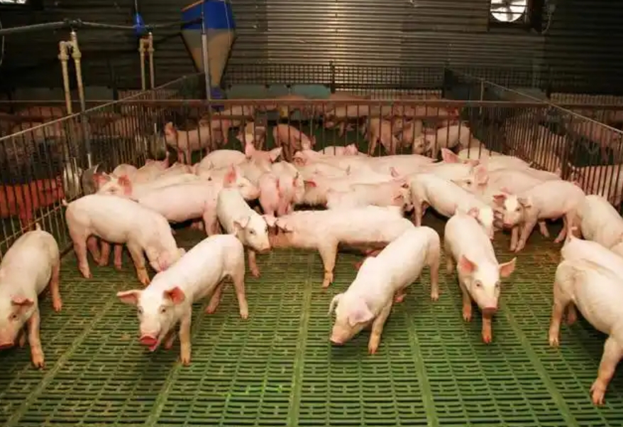 1775006316326014.jpg 1775006316326014.jpg